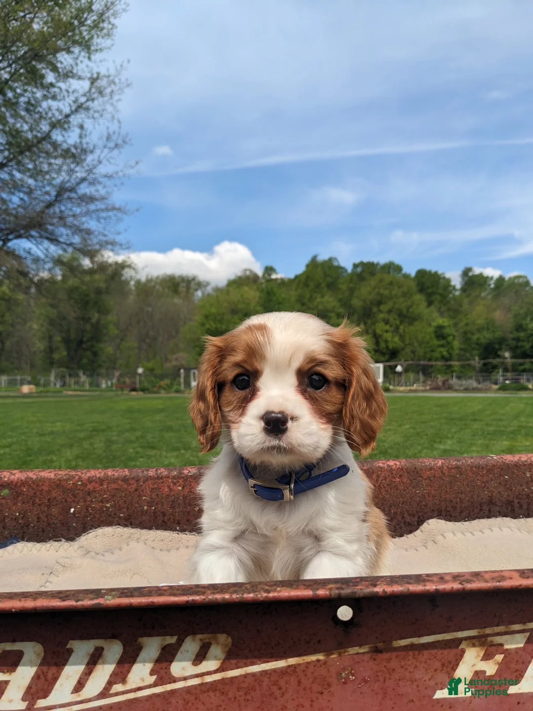 Cavalier King Charles Spaniel dogs for sale: Kliff - Ad 2
