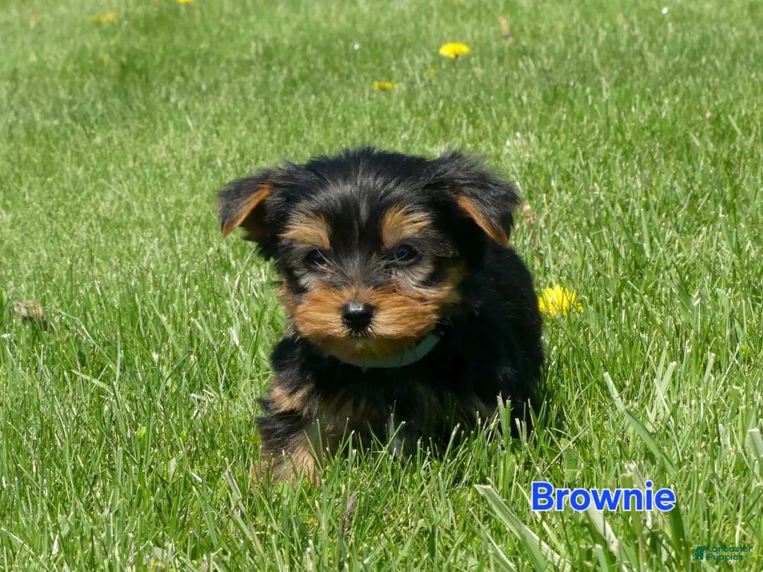 Yorkshire Terrier dogs for sale: Brownie  - Ad 1