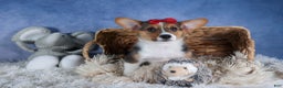 Welsh Corgi Pembroke dogs for sale: Leo - Ad 10