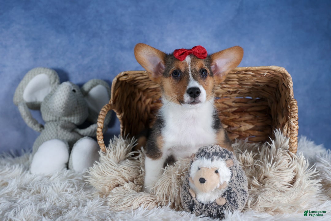 Welsh Corgi Pembroke dogs for sale: Leo - Ad 10