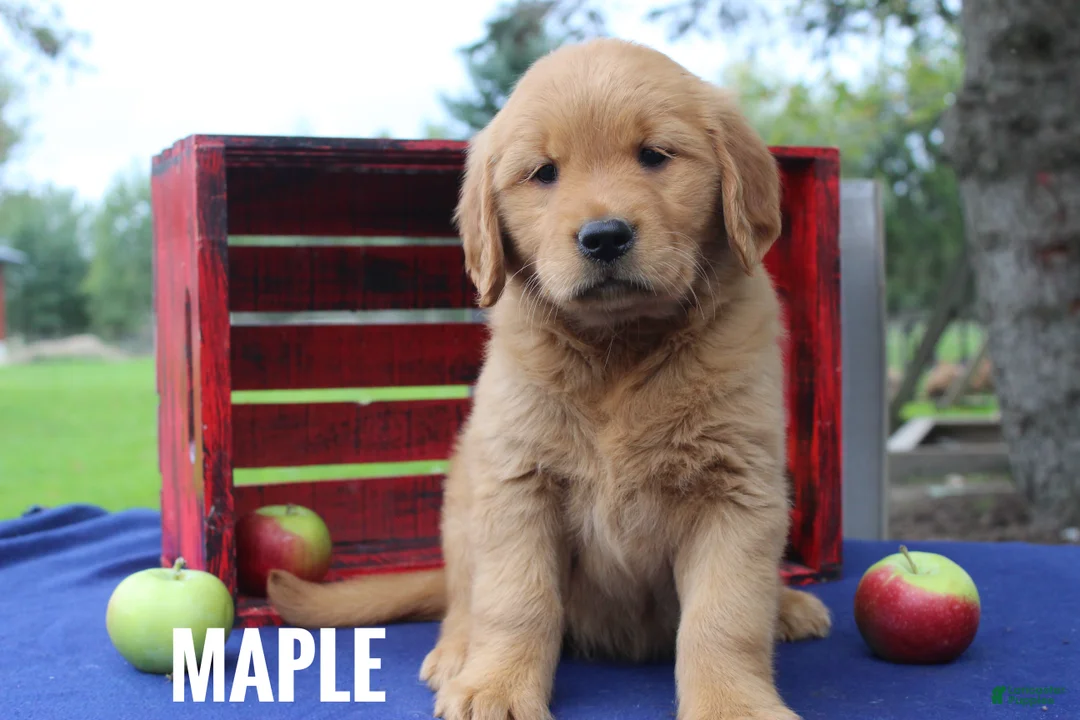 Golden Retriever dogs for sale: Maple - Ad 1