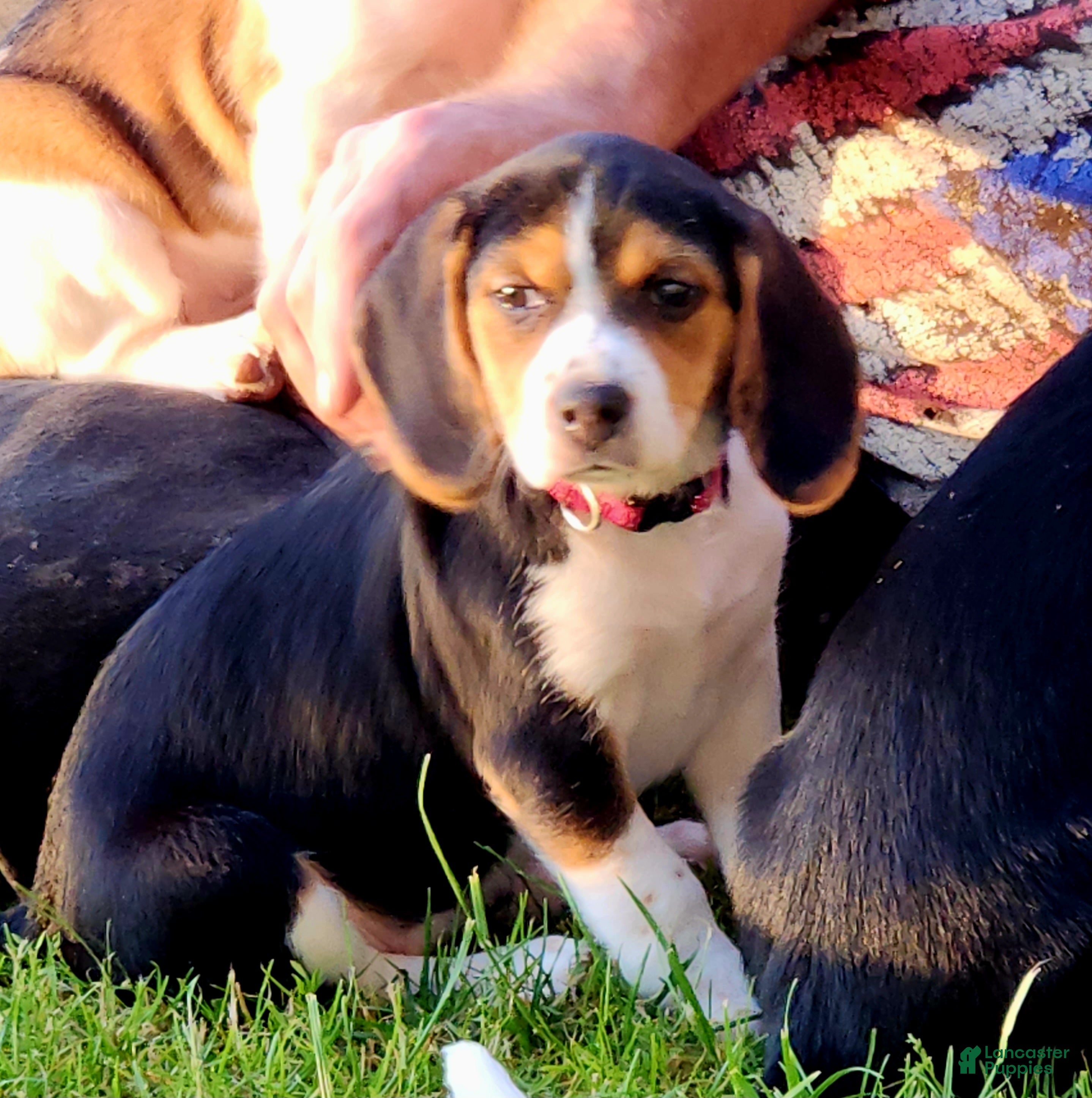 Beagle dogs Posie - Ad 1