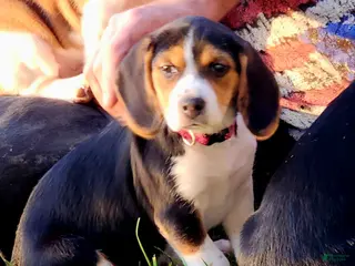 Beagle dogs for sale: Posie - Ad 2
