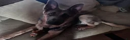 German Shepherd dogs for sale: German Shepherd Puppy 1 - Ad 2