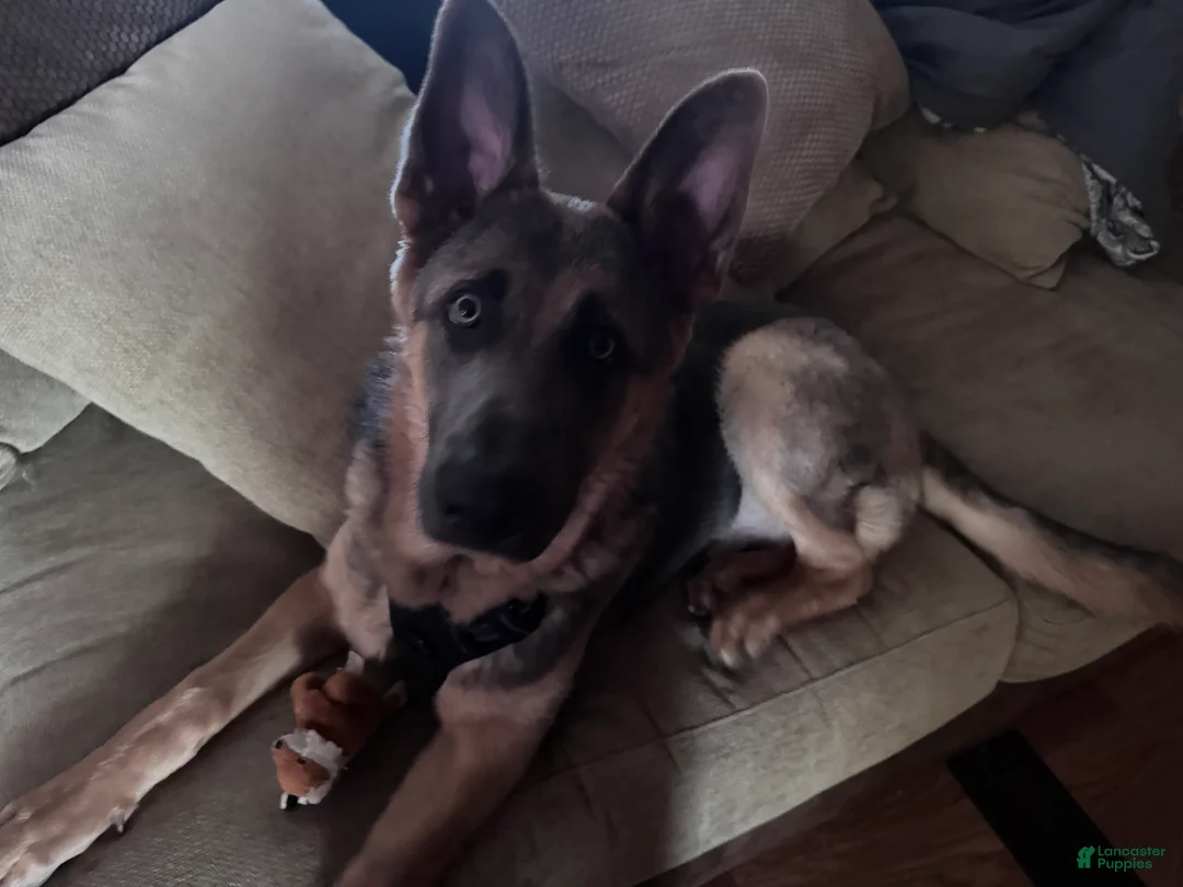 German Shepherd dogs for sale: German Shepherd Puppy 1 - Ad 2