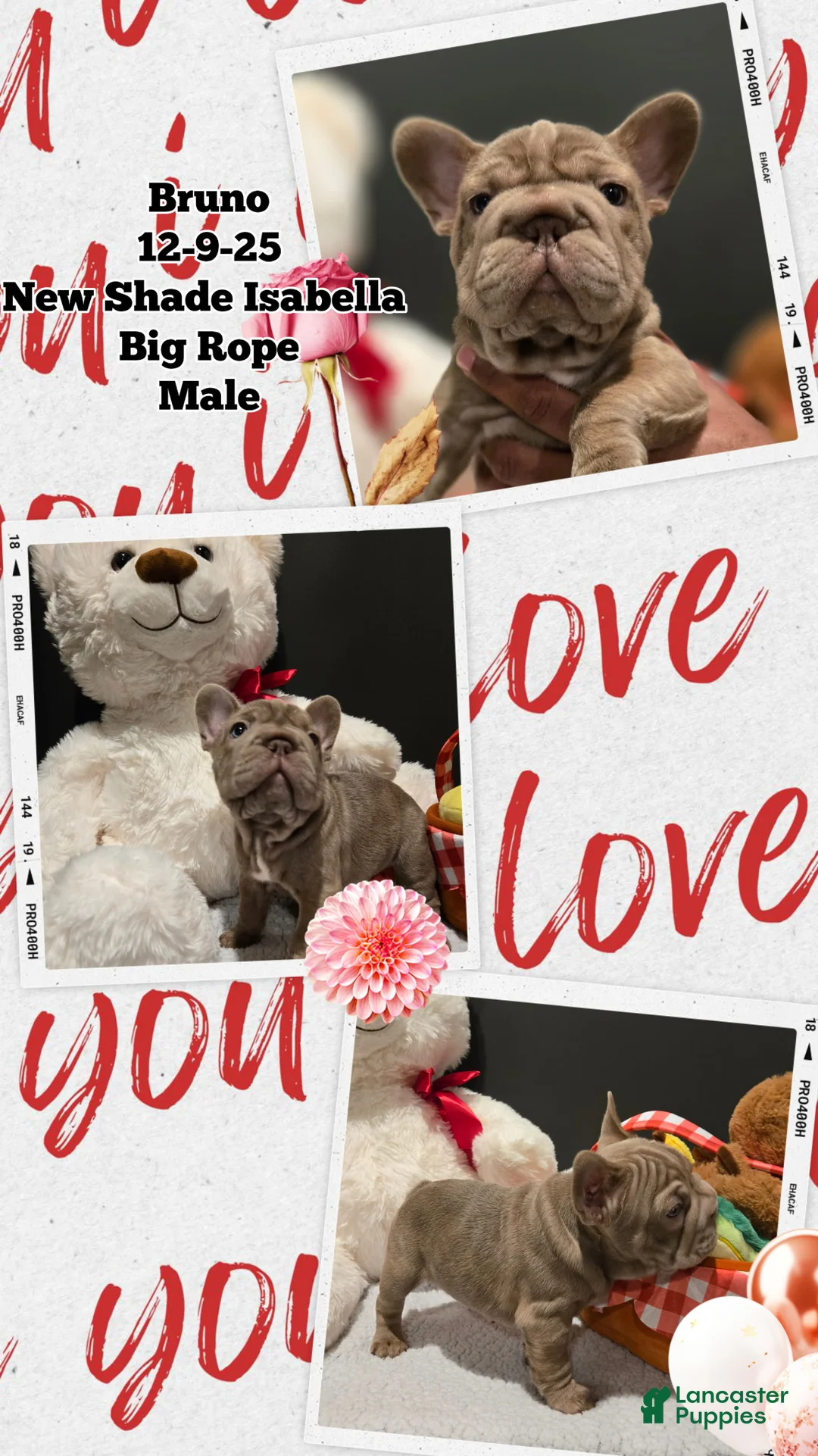 French Bulldog dogs for sale: French Bulldog Puppy 1 - Ad 1