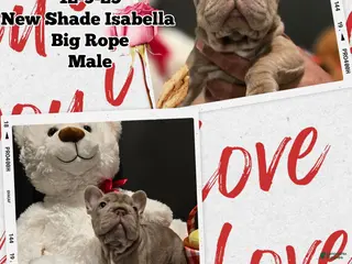 French Bulldog dogs French Bulldog Puppy 1 - Ad 9