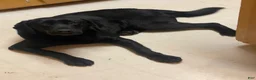 Labrador Retriever dogs for sale: Labrador Retriever 1 - Ad 7