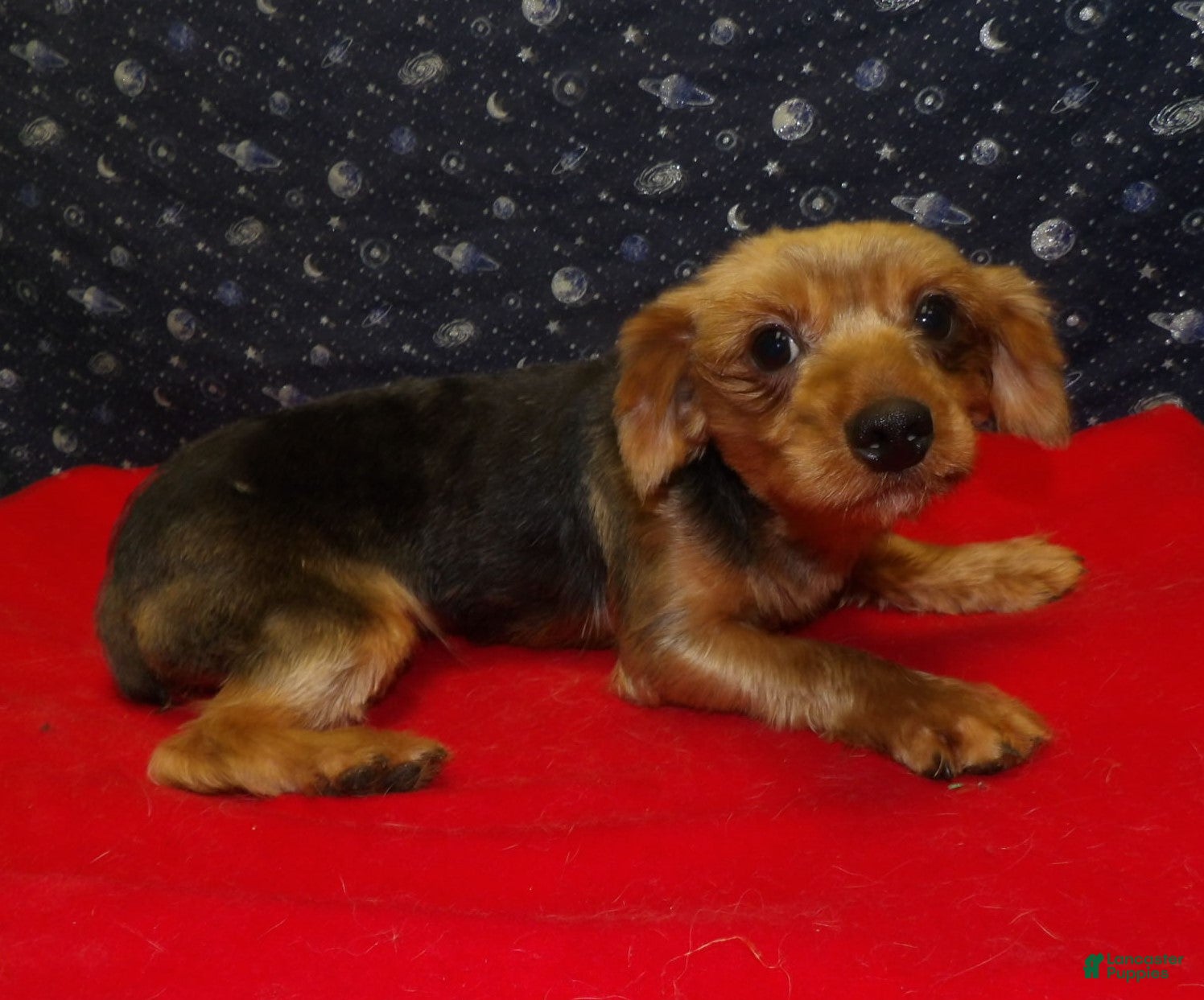 Yorkshire Terrier dogs Danny - Ad 19