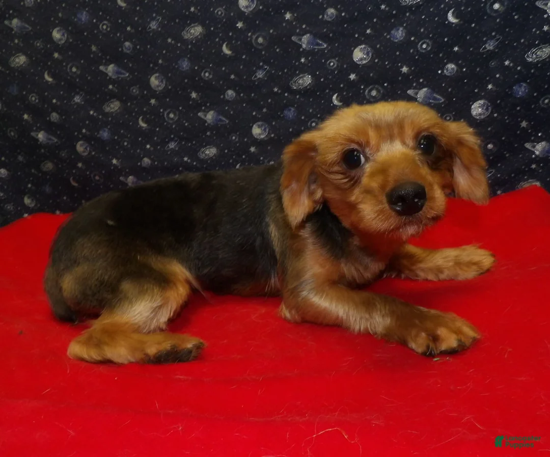 Yorkshire Terrier dogs for sale: Danny - Ad 1