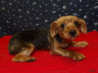 Yorkshire Terrier dogs Danny - Ad 34