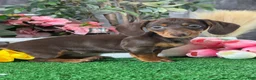 Dachshund dogs for sale: Darcy  - Ad 5