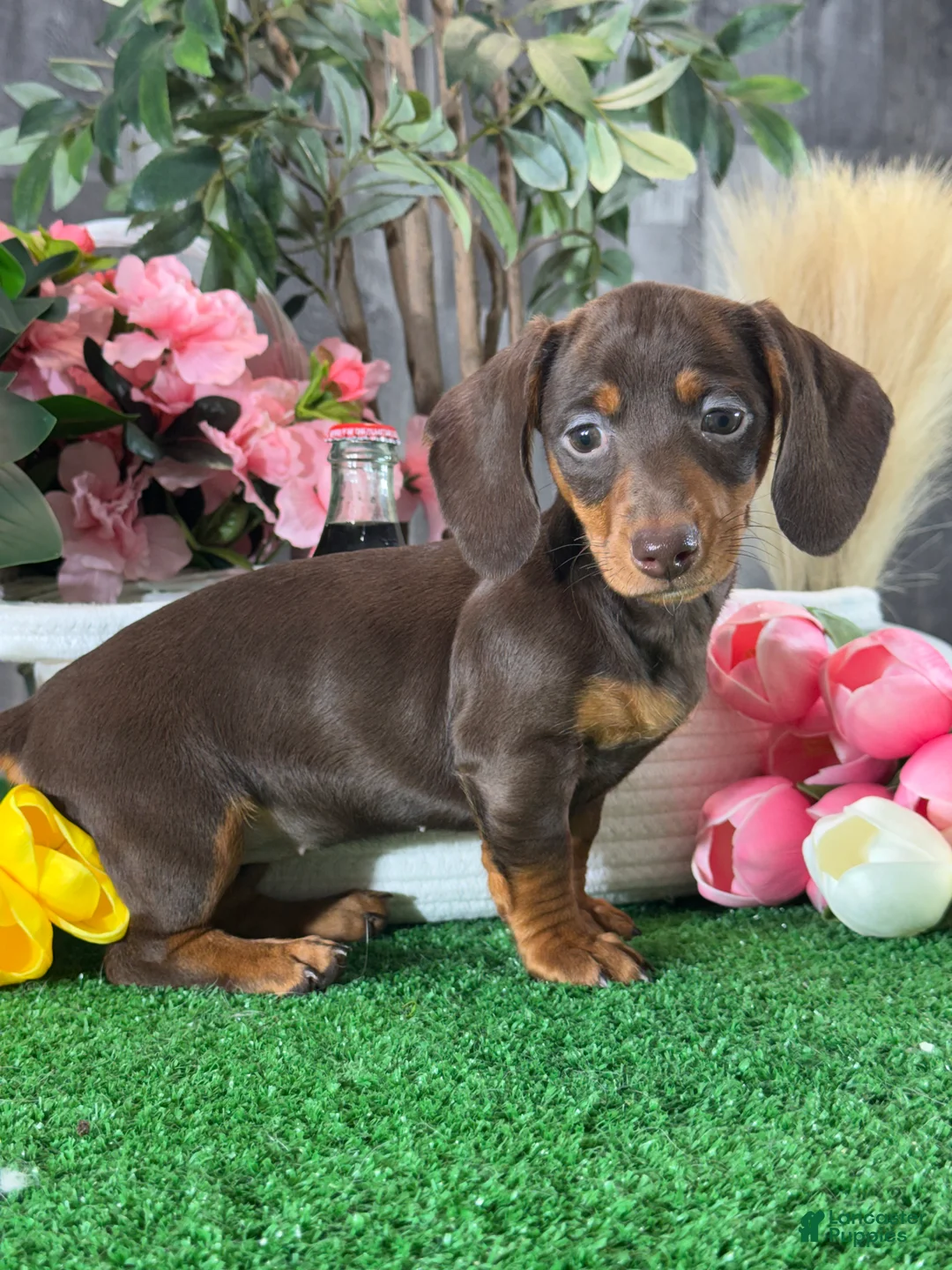 Dachshund dogs for sale: Darcy  - Ad 5