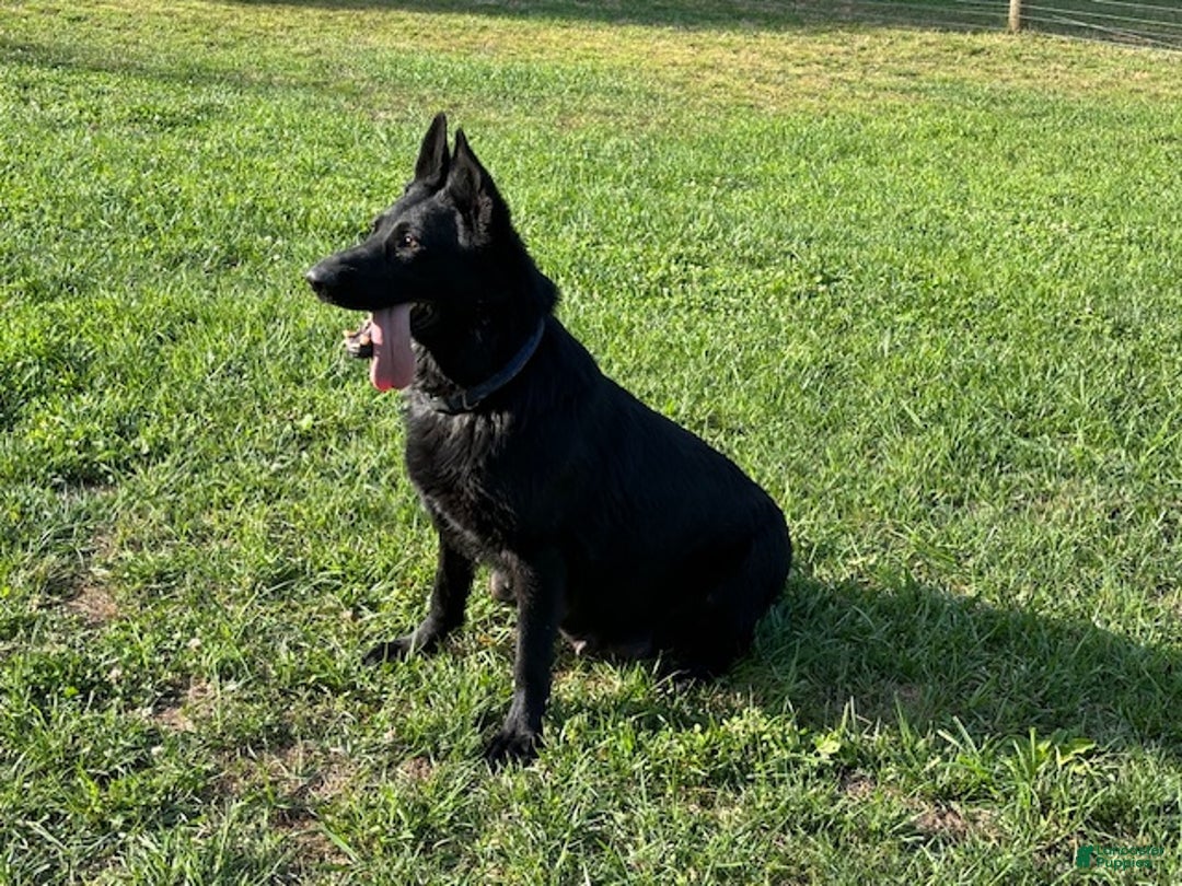 German Shepherd dogs for sale: German Shepherd Puppy 3 - Ad 5