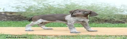 German Shorthaired Pointer dogs for sale: Crissa - Ad 2