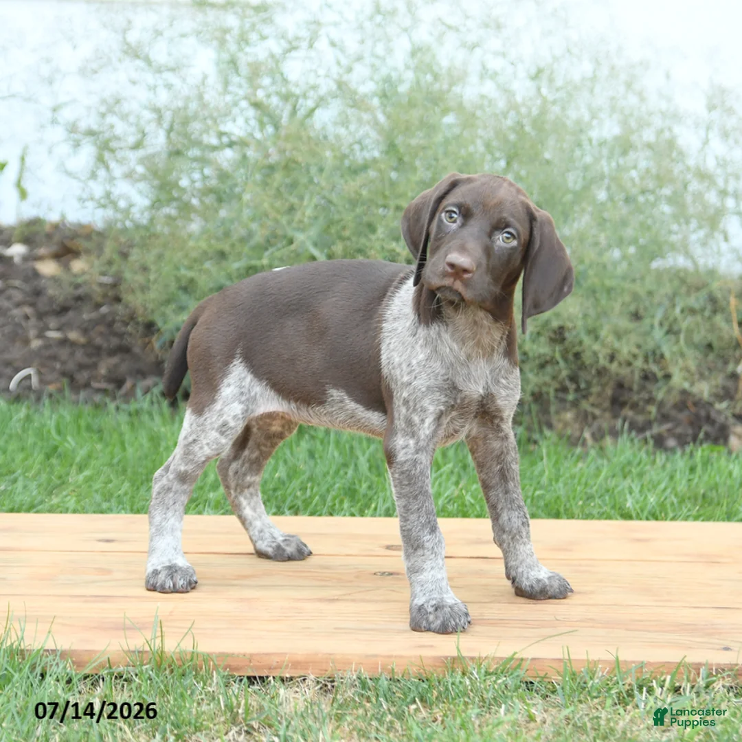 German Shorthaired Pointer dogs for sale: Crissa - Ad 2