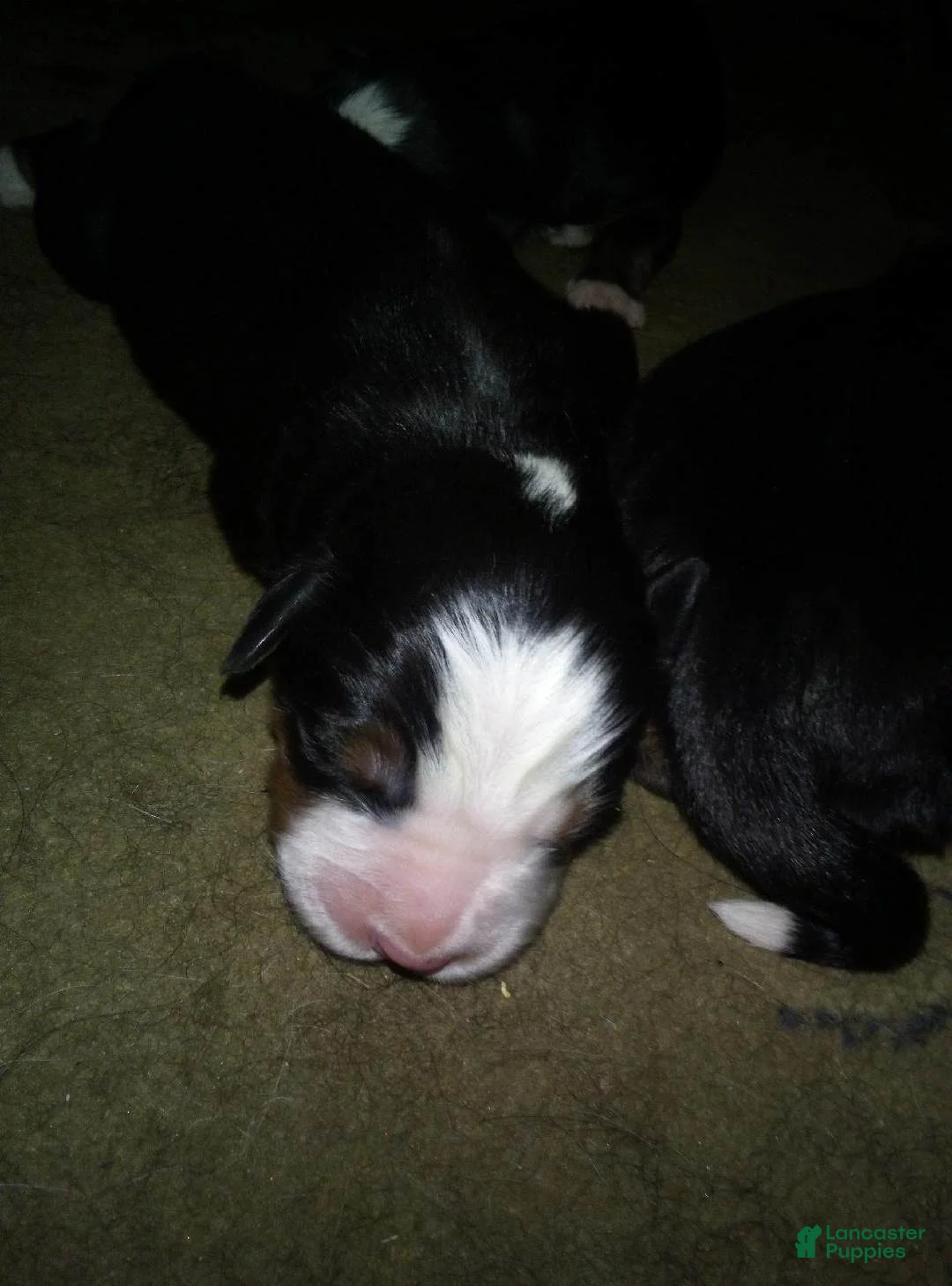 Bernese Mountain Dog dogs for sale: oscar - Ad 1