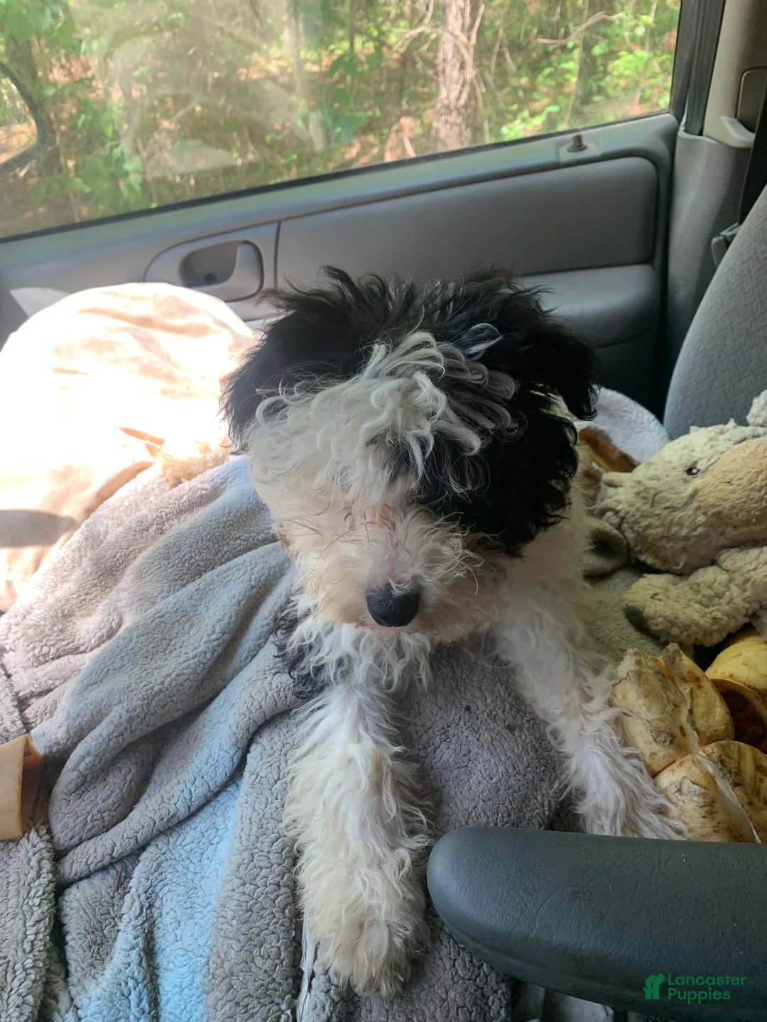 Chinese Crested dogs for sale: Chinese Crested Puppy 1 - Ad 3