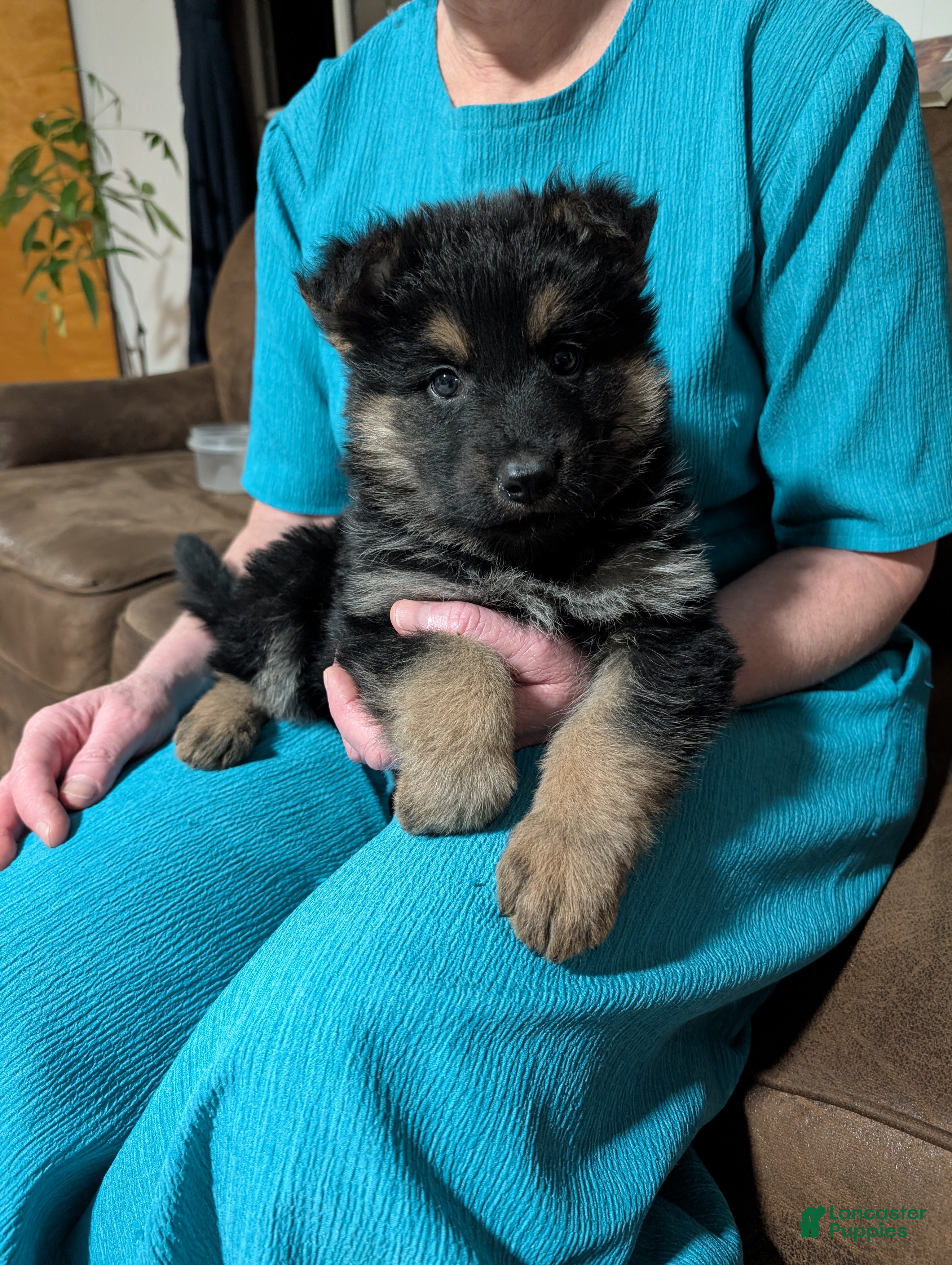 German Shepherd dogs Katy  - Ad 1