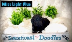 Goldendoodle dogs Miss Light Blue - Ad 2