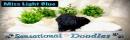 Goldendoodle dogs for sale: Miss Light Blue - Ad 2