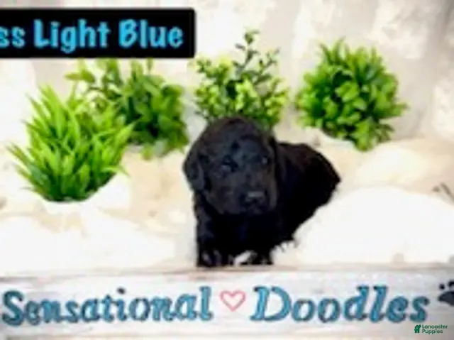 Goldendoodle dogs for sale: Miss Light Blue - Ad 2