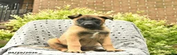Belgian Malinois dogs for sale: Theo  - Ad 1