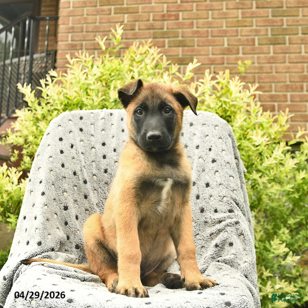 Belgian Malinois dogs for sale: Theo  - Ad 1