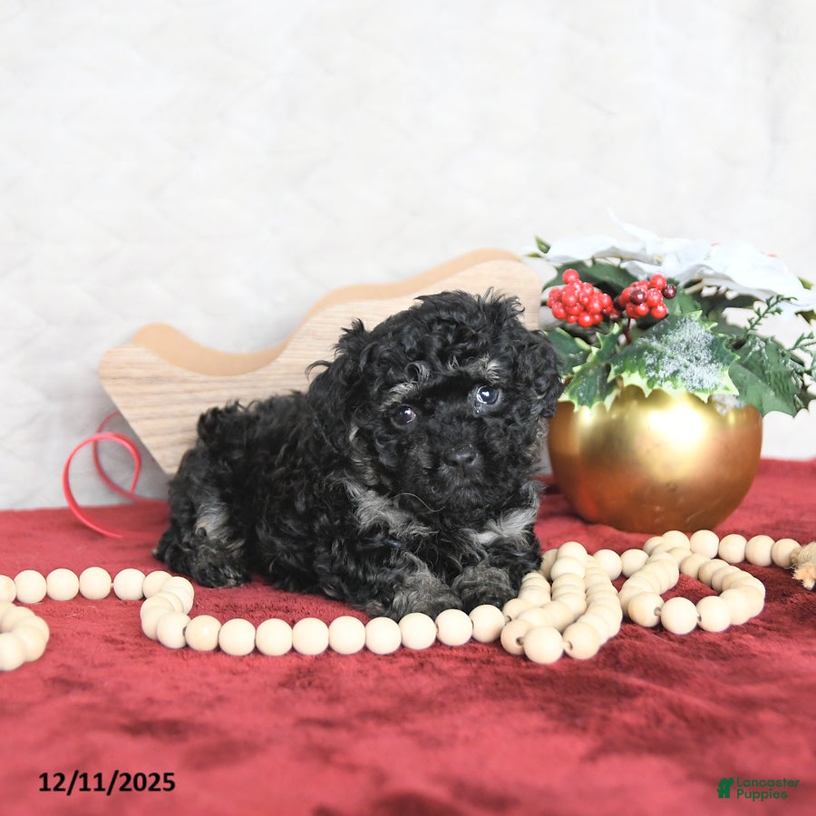 Miniature Poodle dogs Holly EXTRA SMALL - Ad 39