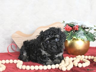 Miniature Poodle dogs Holly - Ad 41