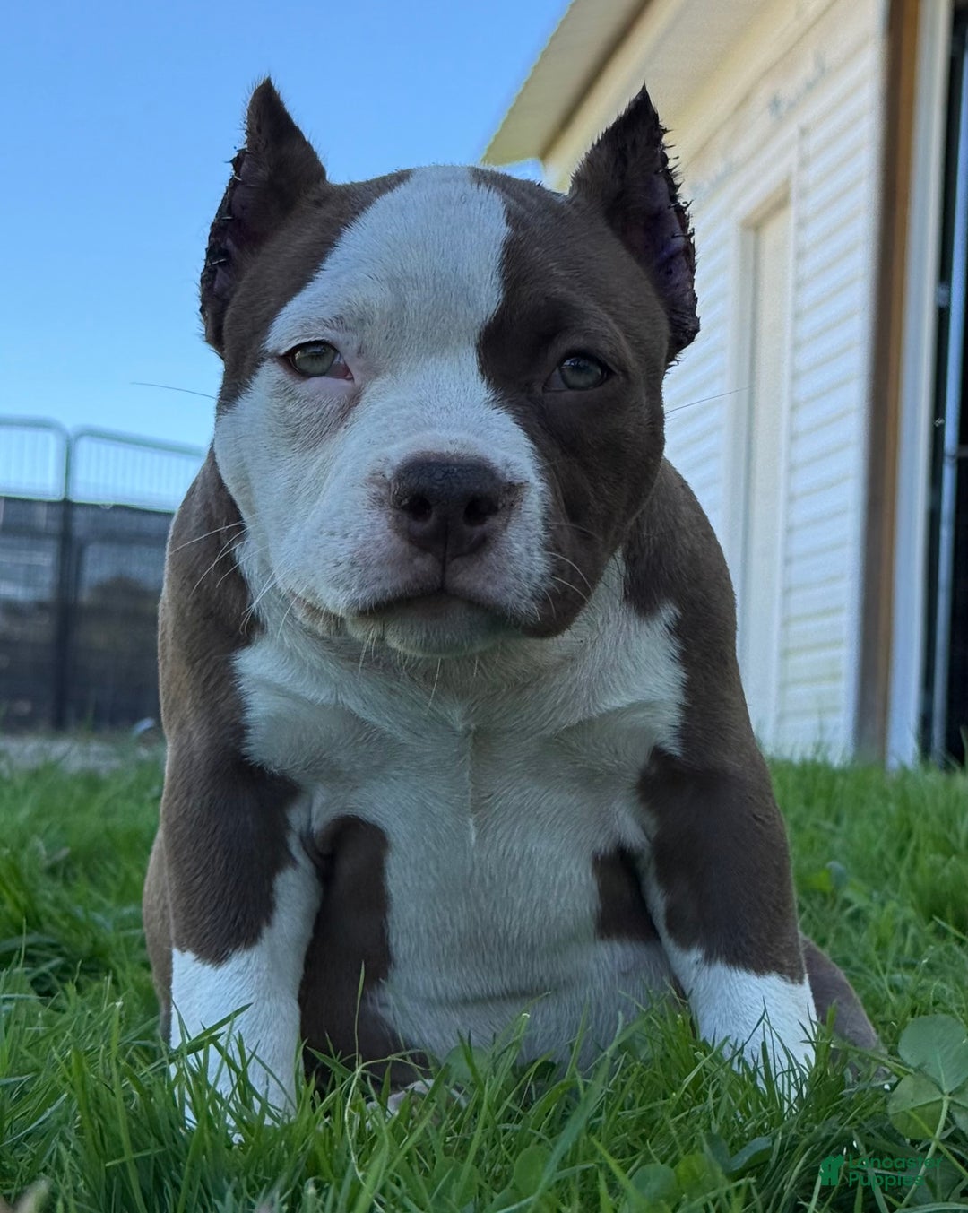 American Bully dogs for sale: Choco/White Female  - Ad 1