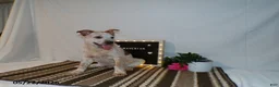 Australian Cattle Dog dogs for sale: Maverick - Ad 8
