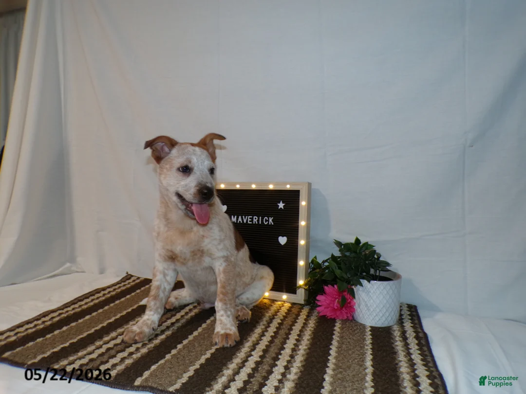 Australian Cattle Dog dogs for sale: Maverick - Ad 8