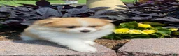 Pomeranian dogs for sale: Pomeranian 2 - Ad 2