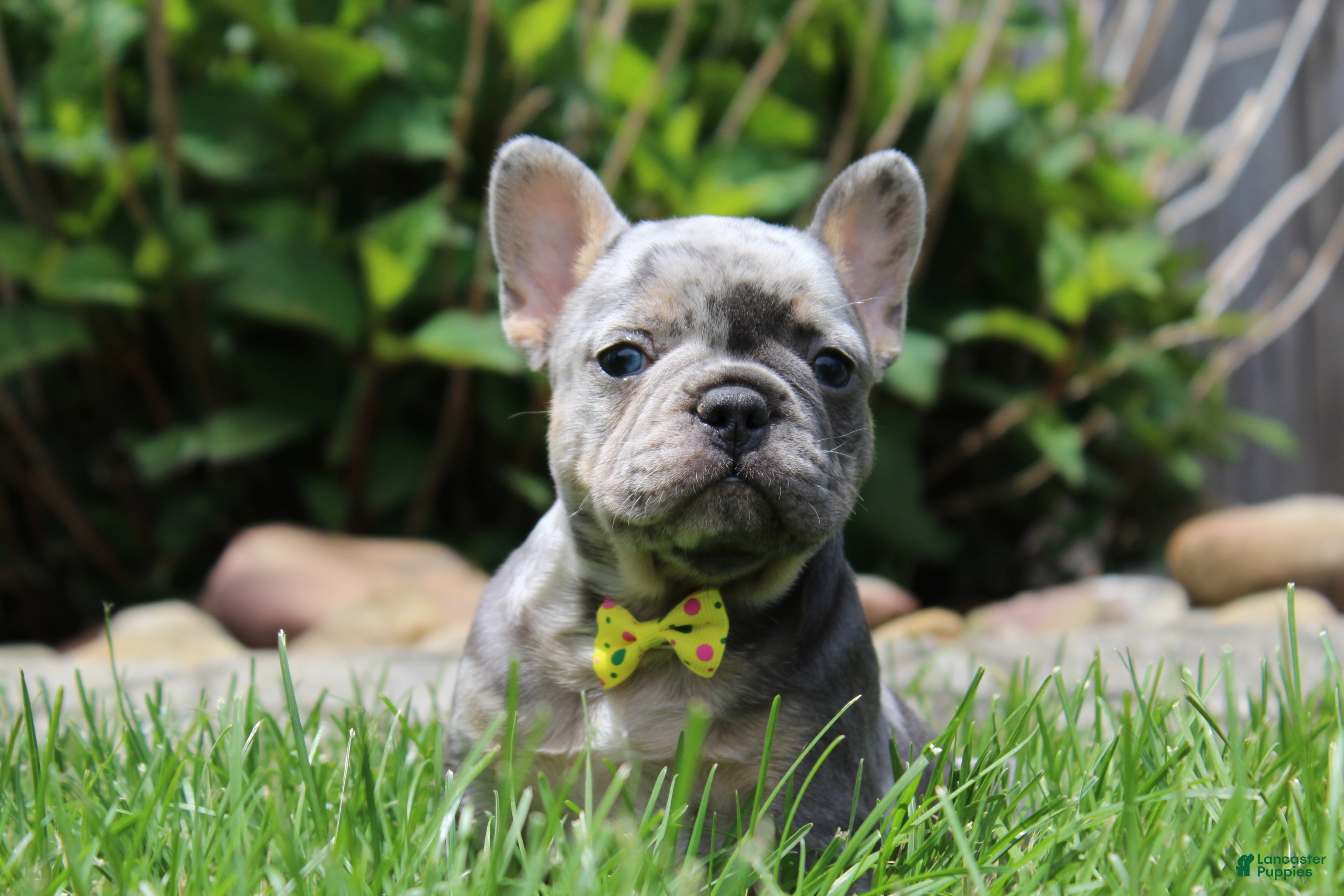 French Bulldog dogs for sale: AKC Bella - Ad 7
