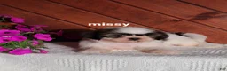 Shih Tzu dogs for sale: Missy  - Ad 7