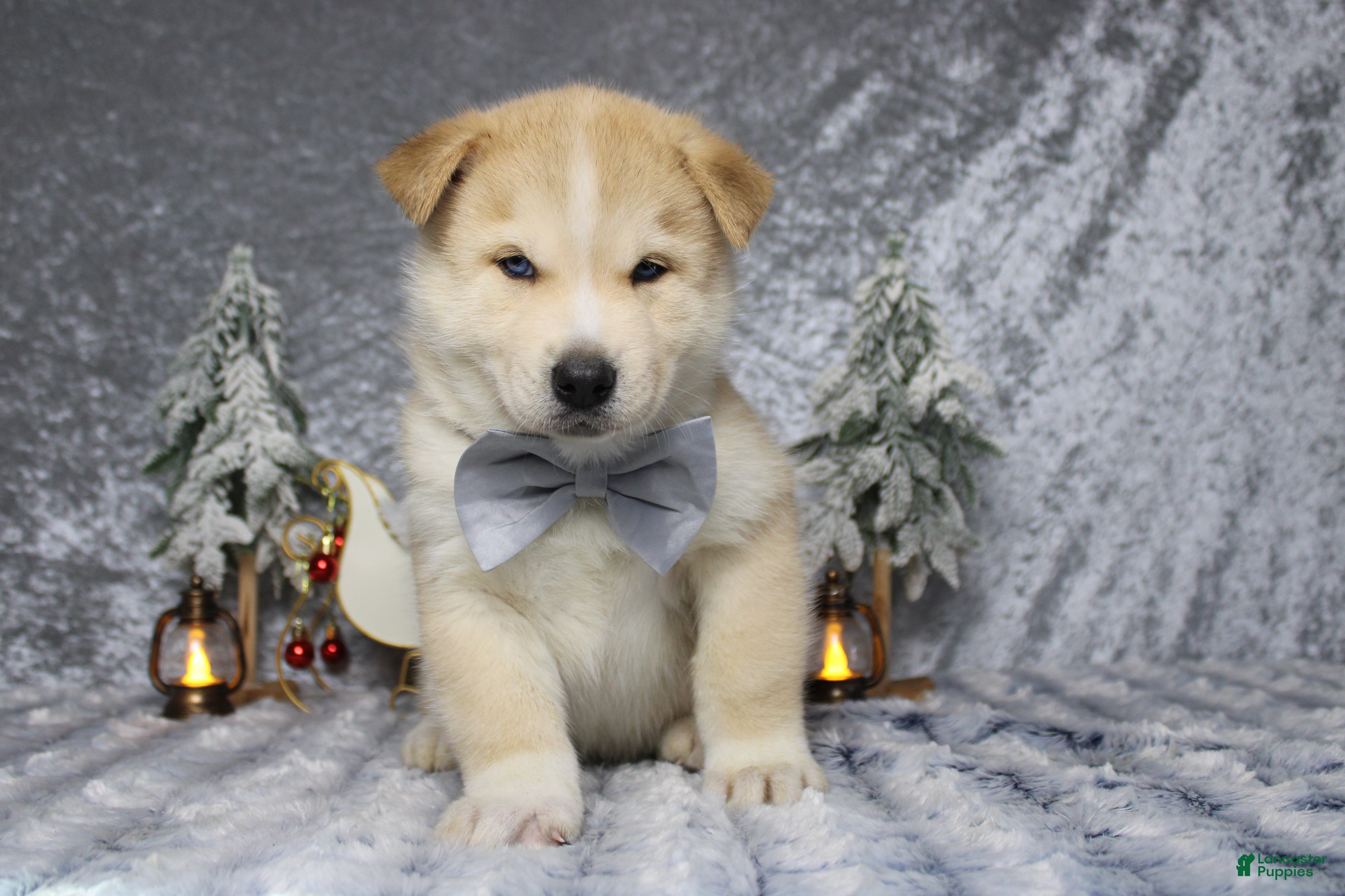 Pomsky dogs Fenrys - Ad 9