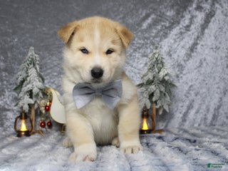 Pomsky dogs Fenrys - Ad 27