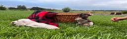 German Shorthaired Pointer dogs for sale: Gunner❤️AKC Registered - Ad 3