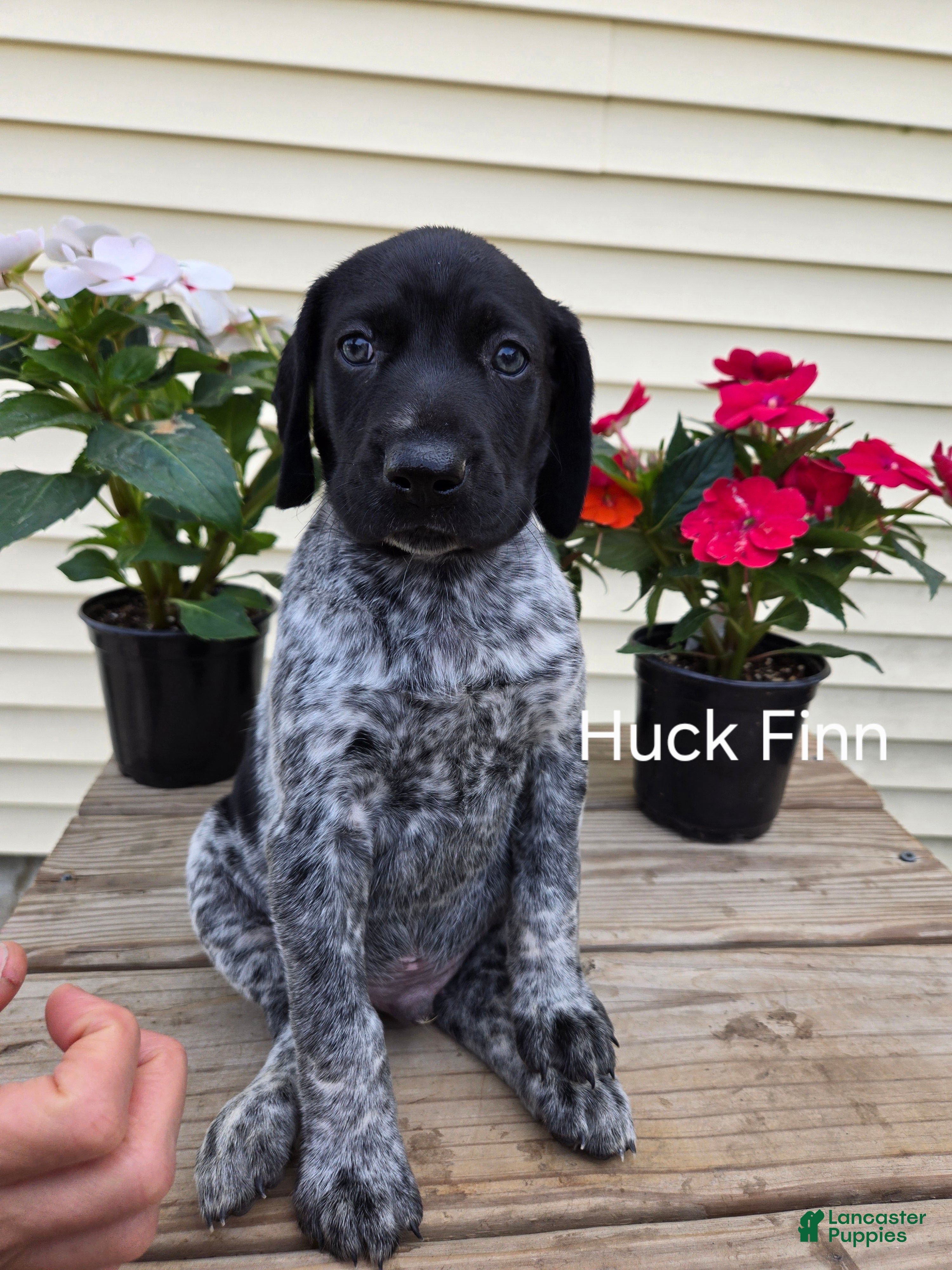 German Shorthaired Pointer dogs Huck Finn  - Ad 2