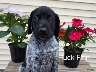 German Shorthaired Pointer dogs Bronze - Ad 23