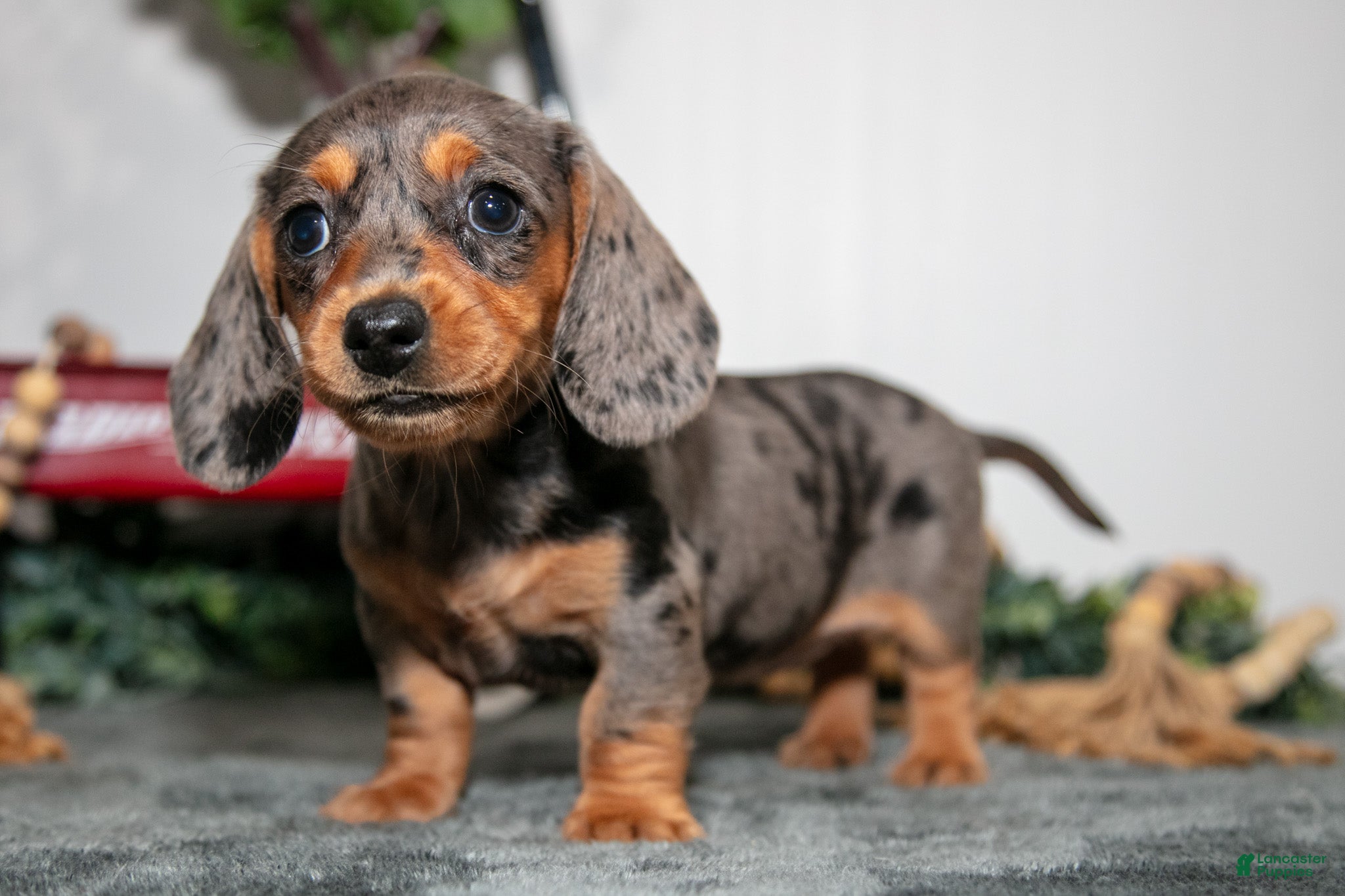 Miniature Dachshund dogs Tally - Ad 1