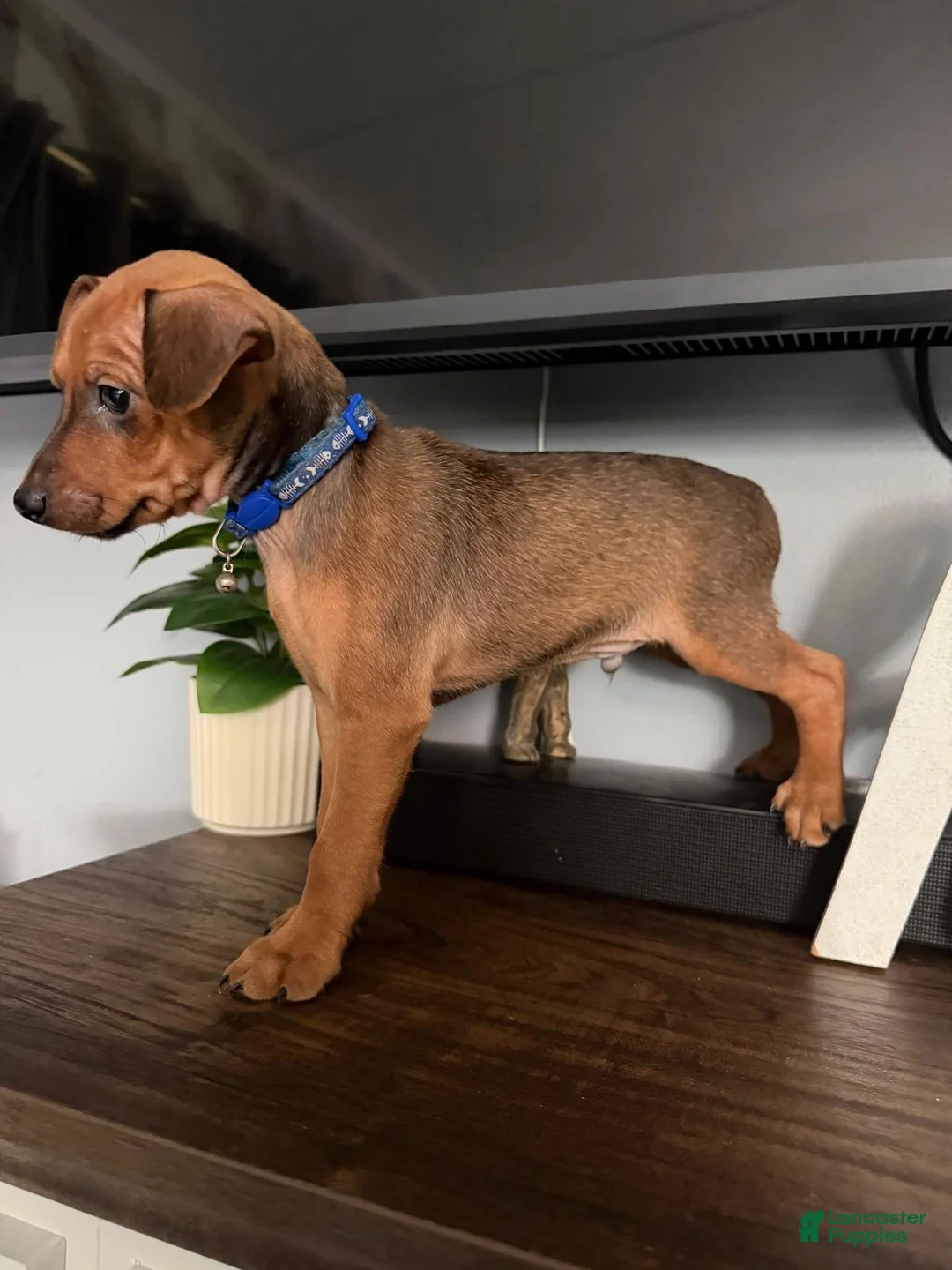 Miniature Pinscher dogs for sale: Miniature Pinscher 1 - Ad 1