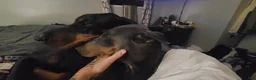 Doberman Pinscher dogs for sale: Doberman Pinscher Puppy 1 - Ad 2