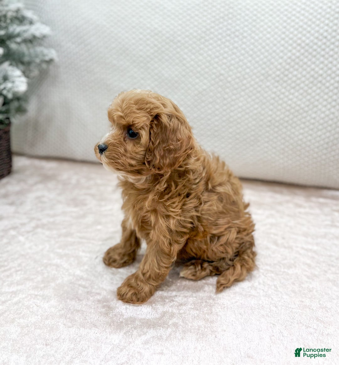 Cavapoo dogs for sale: Kati - Ad 4