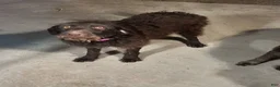 Labradoodle dogs for sale: Labradoodle Puppy 1 - Ad 3