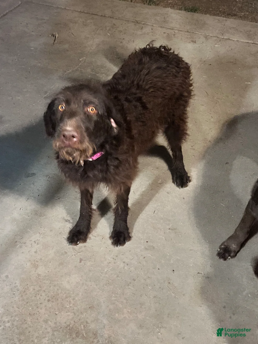 Labradoodle dogs for sale: Labradoodle Puppy 1 - Ad 3