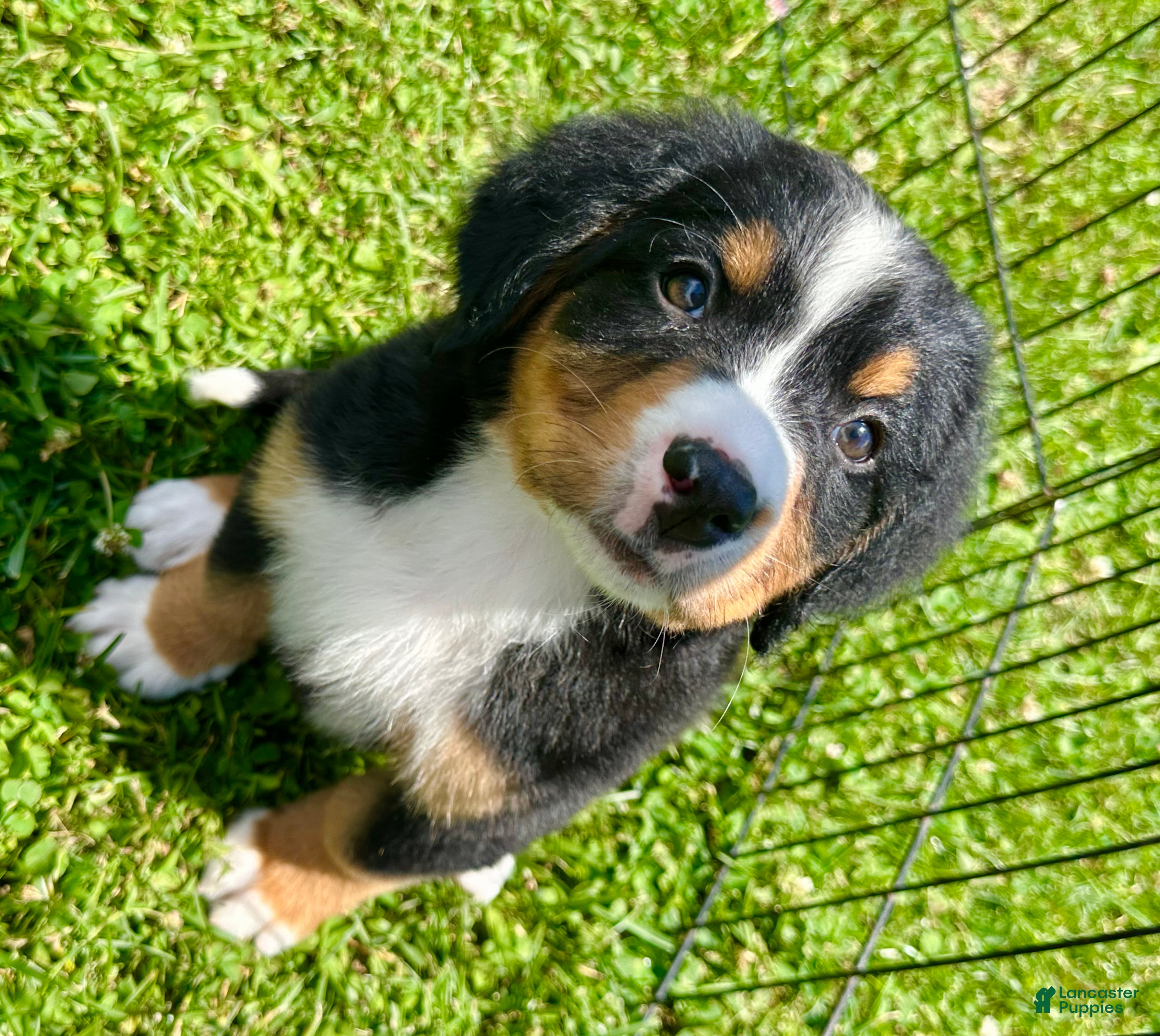 Bernese Mountain Dog dogs Berner bunch - Ad 1