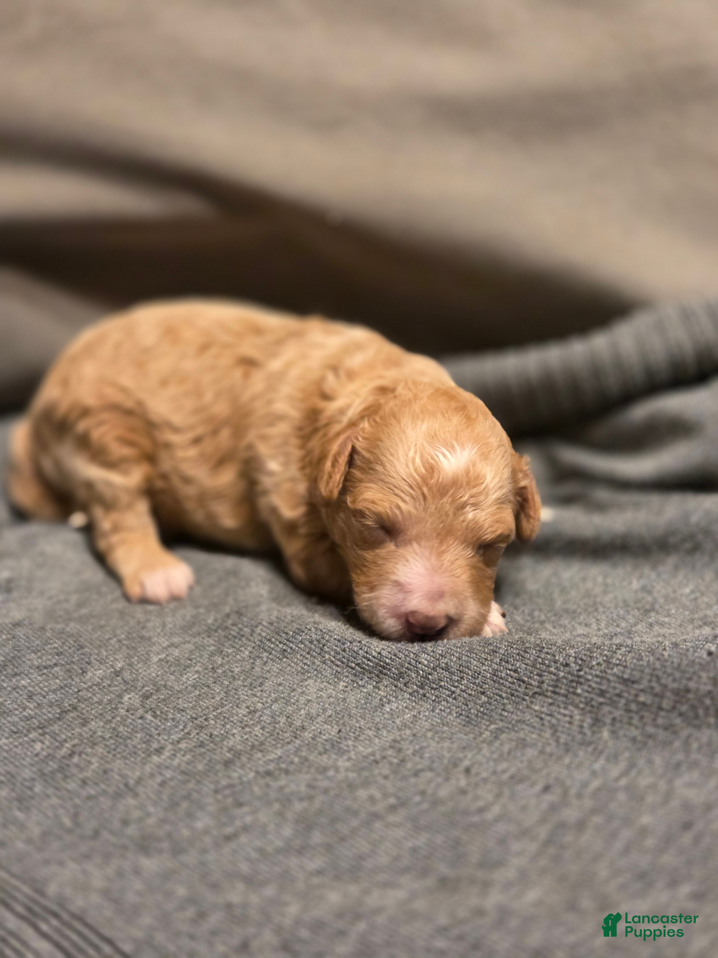 Mini Goldendoodle dogs Mini Goldendoodle Puppy 2 - Ad 3