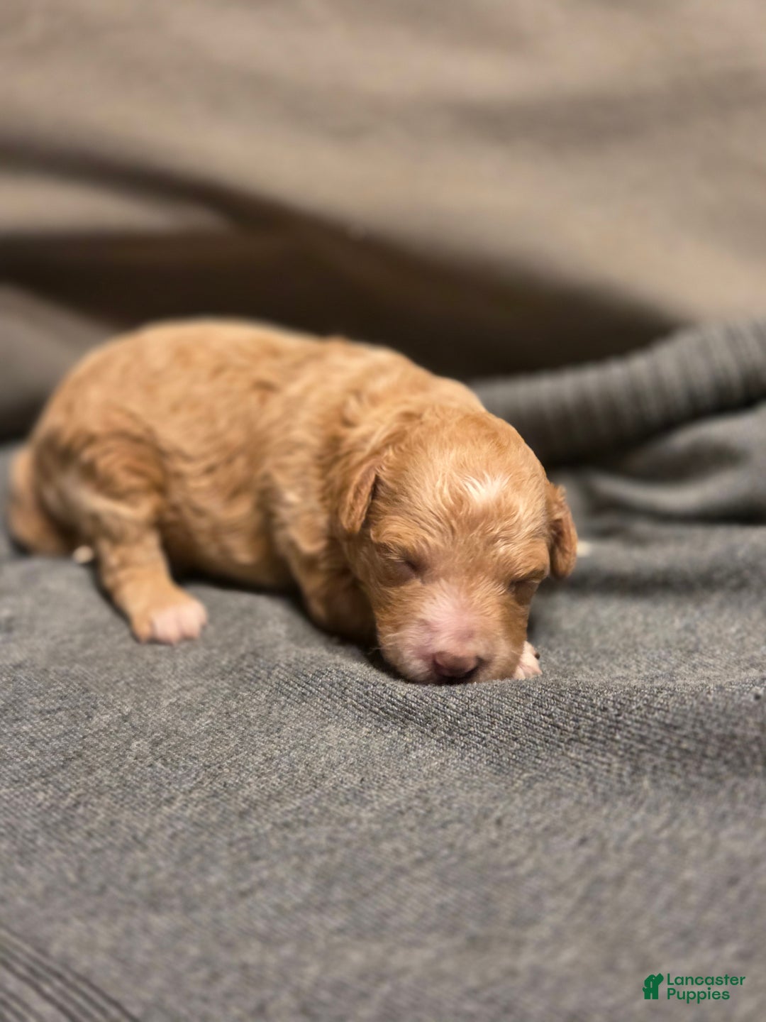 Mini Goldendoodle dogs for sale: Mini Goldendoodle Puppy 2 - Ad 1